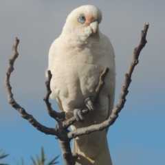 Cacatua sanguinea (Little Corella) at Pollinator-friendly garden Conder - 3 Aug 2021 by michaelb