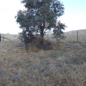 Themeda triandra at Kambah, ACT - 15 Aug 2021 02:54 PM