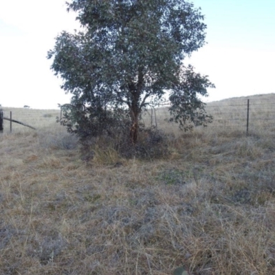 Themeda triandra (Kangaroo Grass) at Lions Youth Haven - Westwood Farm A.C.T. - 15 Aug 2021 by HelenCross