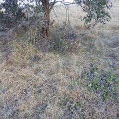 Themeda triandra at Kambah, ACT - 15 Aug 2021 02:54 PM