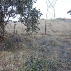 Themeda triandra at Kambah, ACT - 15 Aug 2021