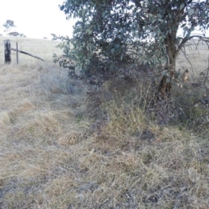 Themeda triandra at Kambah, ACT - 15 Aug 2021