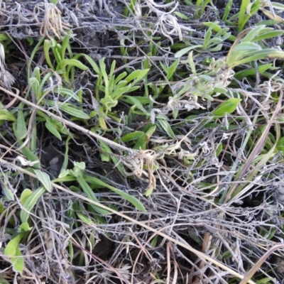 Chrysocephalum apiculatum (Common Everlasting) at Lions Youth Haven - Westwood Farm A.C.T. - 15 Aug 2021 by HelenCross