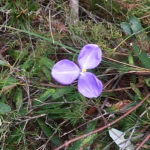Patersonia sp. at Evans Head, NSW - 16 Aug 2021