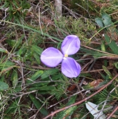 Patersonia sp. at Evans Head, NSW - 15 Aug 2021 by Claw055