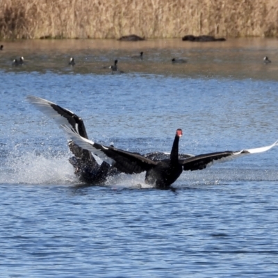 Cygnus atratus (Black Swan) at Splitters Creek, NSW - 8 Aug 2021 by WingsToWander