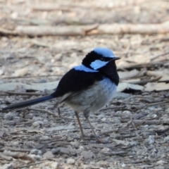 Malurus cyaneus (Superb Fairywren) at Wonga Wetlands - 8 Aug 2021 by WingsToWander