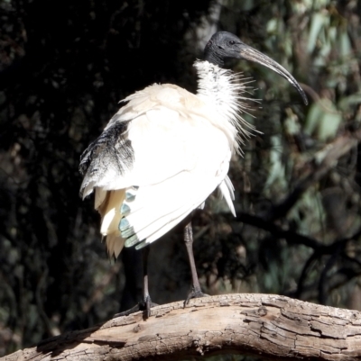 Threskiornis molucca (Australian White Ibis) at Wonga Wetlands - 8 Aug 2021 by WingsToWander