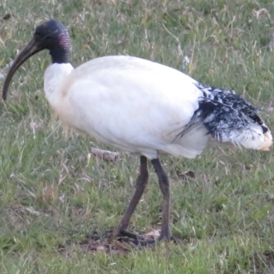 Threskiornis molucca (Australian White Ibis) at Narrabundah, ACT - 15 Aug 2021 by RobParnell