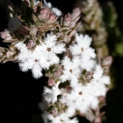 Styphelia attenuatus (Small-leaved Beard Heath) at Greenleigh, NSW - 30 Jul 2021 by Zoed