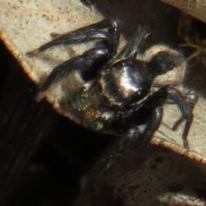 Jotus auripes at Holt, ACT - 11 Aug 2021 01:49 PM