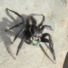 Jotus auripes at Holt, ACT - 11 Aug 2021 01:49 PM