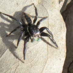 Jotus auripes at Holt, ACT - 11 Aug 2021 01:49 PM