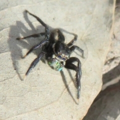 Jotus auripes at Holt, ACT - 11 Aug 2021 01:49 PM