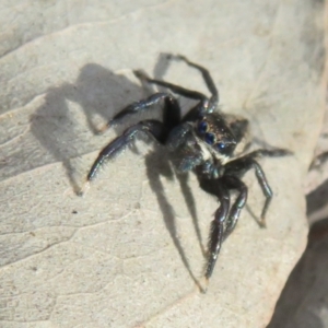 Jotus auripes at Holt, ACT - 11 Aug 2021 01:49 PM