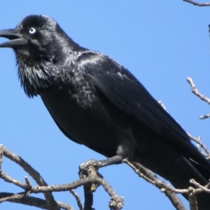 Corvus coronoides at Narrabundah, ACT - 15 Aug 2021