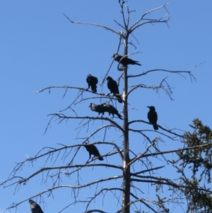 Corvus coronoides at Narrabundah, ACT - 15 Aug 2021