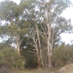 Eucalyptus viminalis (Ribbon Gum) at Tennent, ACT - 7 Jul 2021 by michaelb