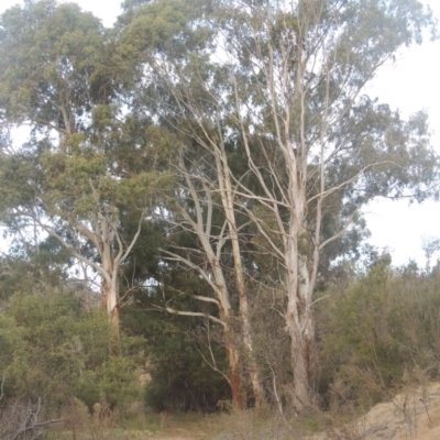 Eucalyptus viminalis (Ribbon Gum) at Gigerline Nature Reserve - 7 Jul 2021 by michaelb