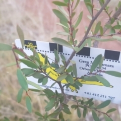 Leptospermum brevipes (Grey Tea-tree) at Majura, ACT - 27 Jul 2021 by MAX