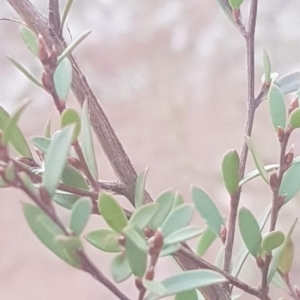 Gaudium brevipes at Majura, ACT - 27 Jul 2021