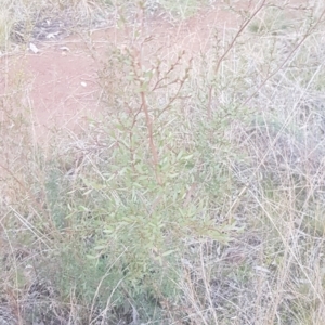 Gaudium brevipes at Majura, ACT - 27 Jul 2021