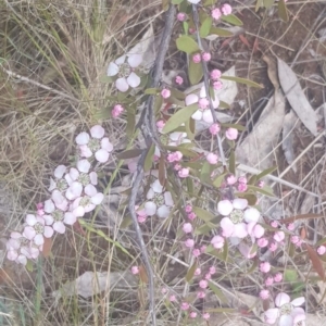 Gaudium brevipes at Majura, ACT - 27 Jul 2021