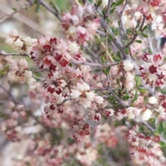 Cryptandra sp. Floriferous (W.R.Barker 4131) W.R.Barker at Downer, ACT - 1 Aug 2021 by MAX