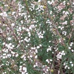 Cryptandra amara (Bitter Cryptandra) at Downer, ACT - 1 Aug 2021 by MAX