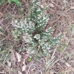 Cryptandra amara at Downer, ACT - 1 Aug 2021