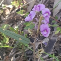 Hovea heterophylla (Common Hovea) at Watson, ACT - 15 Aug 2021 by MAX