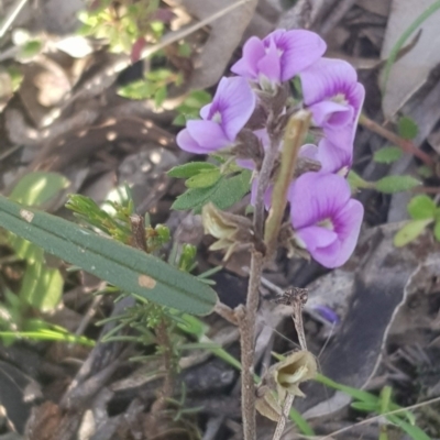 Hovea heterophylla (Common Hovea) at Watson, ACT - 15 Aug 2021 by MPW