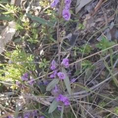 Hovea heterophylla at Watson, ACT - 15 Aug 2021