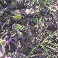 Hovea heterophylla at Watson, ACT - 15 Aug 2021