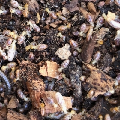 Termitoidae (informal group) (Unidentified termite) at Aranda, ACT - 15 Aug 2021 by KMcCue