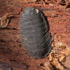 Laxta granicollis (Common bark or trilobite cockroach) at Aranda, ACT - 15 Aug 2021 by KMcCue