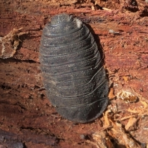 Laxta granicollis at Aranda, ACT - 15 Aug 2021 02:21 PM