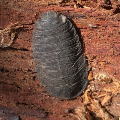 Laxta granicollis (Common bark or trilobite cockroach) at Aranda, ACT - 15 Aug 2021 by KMcCue