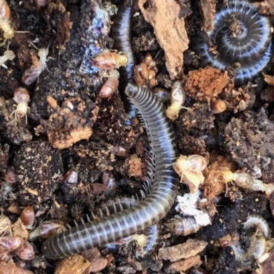 Diplopoda (class) (Unidentified millipede) at Aranda, ACT - 15 Aug 2021 by KMcCue