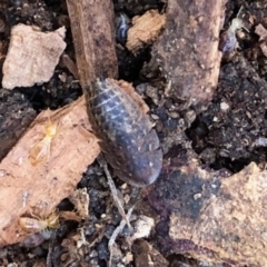 Laxta sp. (genus) (Bark cockroach) at Aranda, ACT - 15 Aug 2021 by KMcCue