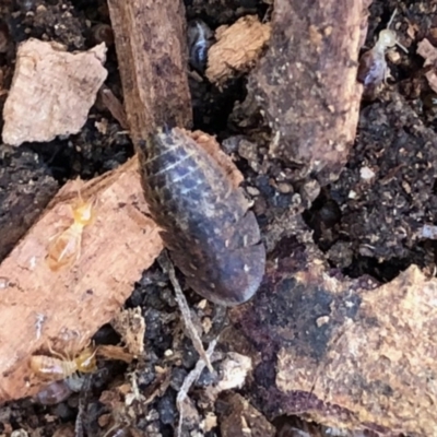 Laxta sp. (genus) (Bark cockroach) at Aranda, ACT - 15 Aug 2021 by KMcCue