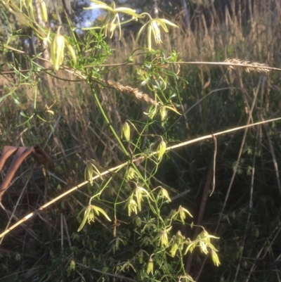 Clematis leptophylla (Small-leaf Clematis, Old Man's Beard) at Flea Bog Flat to Emu Creek Corridor - 15 Aug 2021 by JohnGiacon