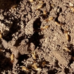 Nasutitermes exitiosus (Snouted termite, Gluegun termite) at Aranda, ACT - 9 Aug 2021 by KMcCue