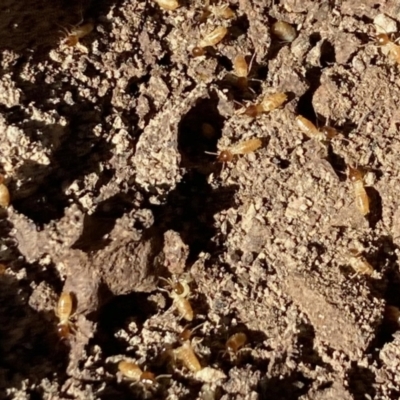 Nasutitermes exitiosus (Snouted termite, Gluegun termite) at Aranda, ACT - 9 Aug 2021 by KMcCue