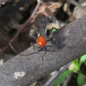 Pycnobraconoides sp. (genus) at Holt, ACT - 11 Aug 2021