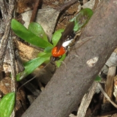 Pycnobraconoides sp. (genus) at Holt, ACT - 11 Aug 2021