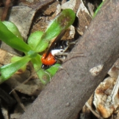 Pycnobraconoides sp. (genus) at Holt, ACT - 11 Aug 2021