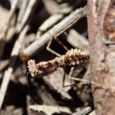 Paraoxypilus tasmaniensis (Black bark mantis or Boxing mantis) at Aranda Bushland - 13 Aug 2021 by CathB