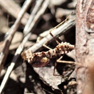 Paraoxypilus tasmaniensis at Aranda, ACT - 13 Aug 2021