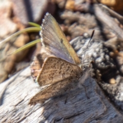 Paralucia crosbyi (Violet Copper Butterfly) at Booth, ACT - 12 Aug 2021 by SWishart